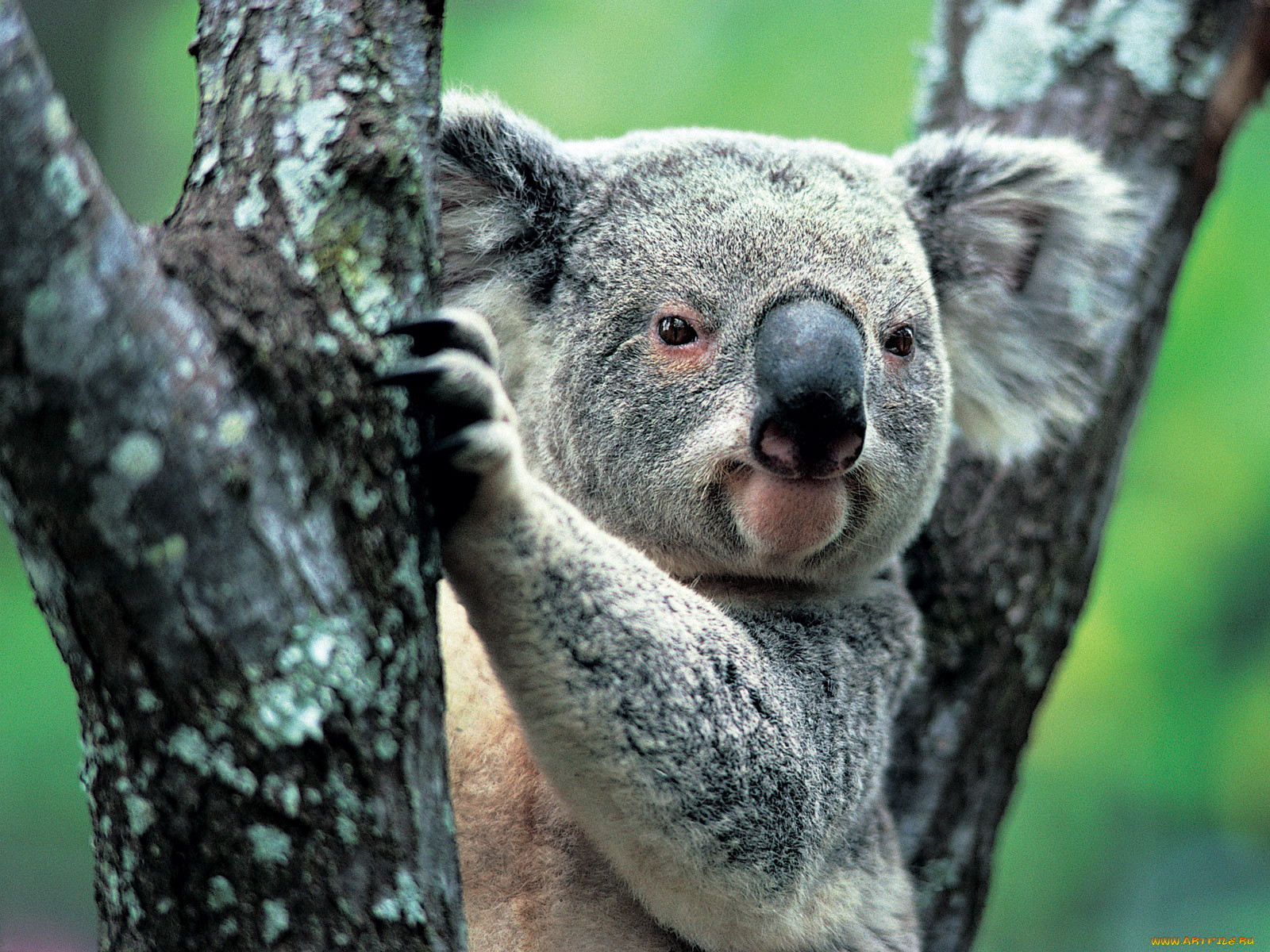 В австралии живут медведи. Сумчатые эндемики Австралии. Эндемики коала. Реликты и эндемики Австралии. Эндемичные животные Австралии коала.